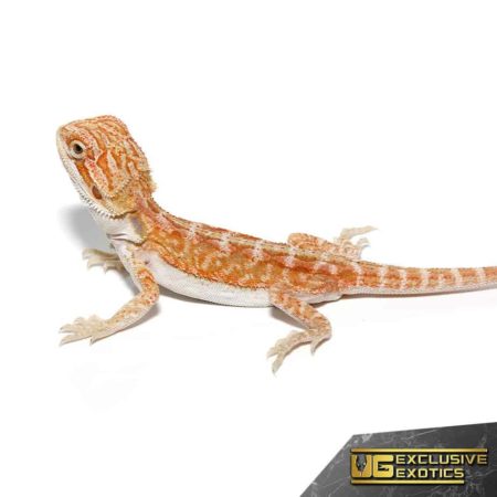 Hypo Outback Leatherback Bearded Dragon for sale - Underground Reptiles