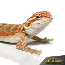 Hypo Sunrise Leatherback Dunner Bearded Dragon for sale - Underground Reptiles