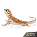 Hypo Sunrise Leatherback Dunner Bearded Dragon for sale - Underground Reptiles