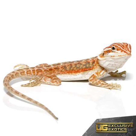 Hypo Sunrise Leatherback Dunner Bearded Dragon for sale - Underground Reptiles