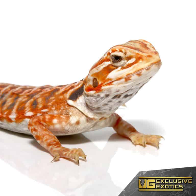 Inferno Sunset Silky Bearded Dragon for sale - Underground Reptiles