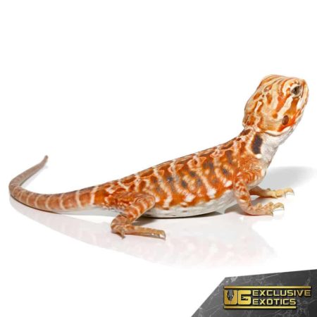Inferno Sunset Silky Bearded Dragon for sale - Underground Reptiles