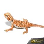 Inferno Sunset Silky Bearded Dragon for sale - Underground Reptiles