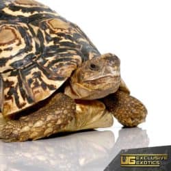 Leopard Tortoises For Sale - Underground Reptiles