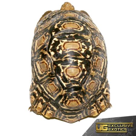 Leopard Tortoises For Sale - Underground Reptiles