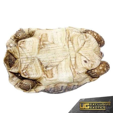 Leopard Tortoises For Sale - Underground Reptiles