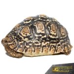 Leopard Tortoises For Sale - Underground Reptiles
