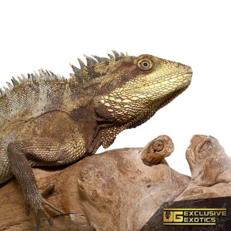 Long's Tree Dragons For Sale - Underground Reptiles