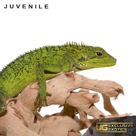 Long's Tree Dragons For Sale - Underground Reptiles