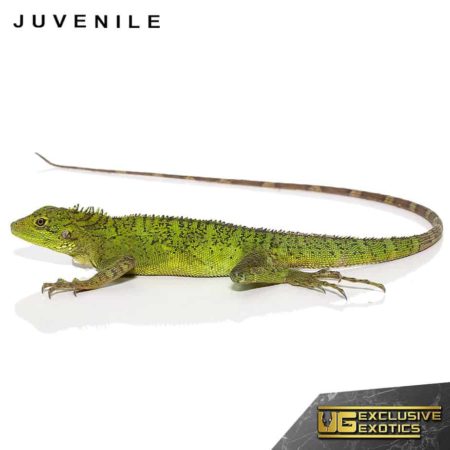 Long's Tree Dragons For Sale - Underground Reptiles