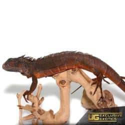 True Red Iguanas For Sale - Underground Reptiles