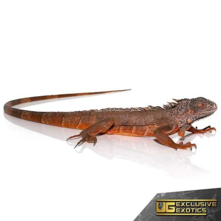 True Red Iguanas For Sale - Underground Reptiles