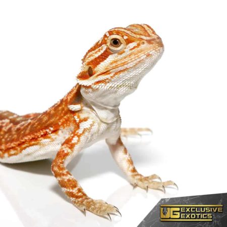 Red Velvet Leatherback Bearded Dragon for sale - Underground Reptiles