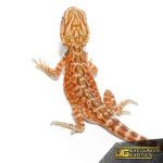 Red Velvet Leatherback Bearded Dragon for sale - Underground Reptiles