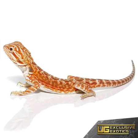 Red Velvet Leatherback Bearded Dragon for sale - Underground Reptiles