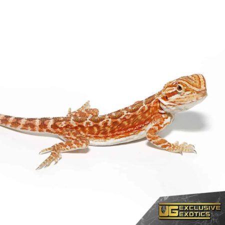 Red Velvet Leatherback Bearded Dragon for sale - Underground Reptiles