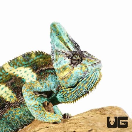 12+ Inch Veiled Chameleon for sale - Underground Reptiles