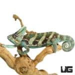 12+ Inch Veiled Chameleon for sale - Underground Reptiles