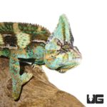 12+ Inch Veiled Chameleon for sale - Underground Reptiles