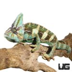 12+ Inch Veiled Chameleon for sale - Underground Reptiles