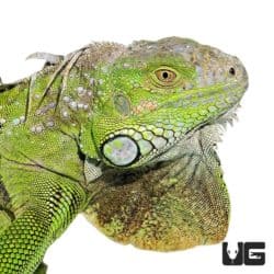 3-4 Foot Green Iguana For Sale - Underground Reptiles