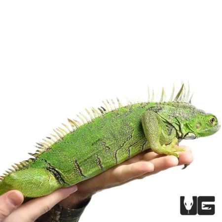 3-4 Foot Green Iguanas (Iguana iguana) For Sale - Underground Reptiles