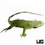 3-4 Foot Green Iguana For Sale - Underground Reptiles