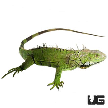 3-4 Foot Green Iguanas (Iguana iguana) For Sale - Underground Reptiles