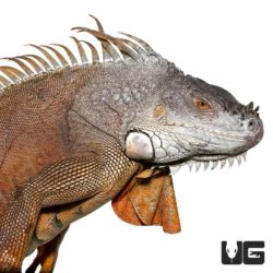 4-5 Foot Iguana For Sale - Underground Reptiles