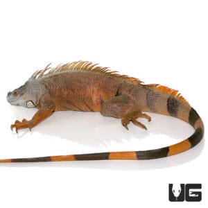 4-5 Foot Iguanas (Iguana iguana) For Sale - Underground Reptiles