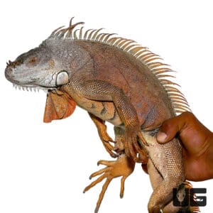4-5 Foot Iguanas (Iguana iguana) For Sale - Underground Reptiles