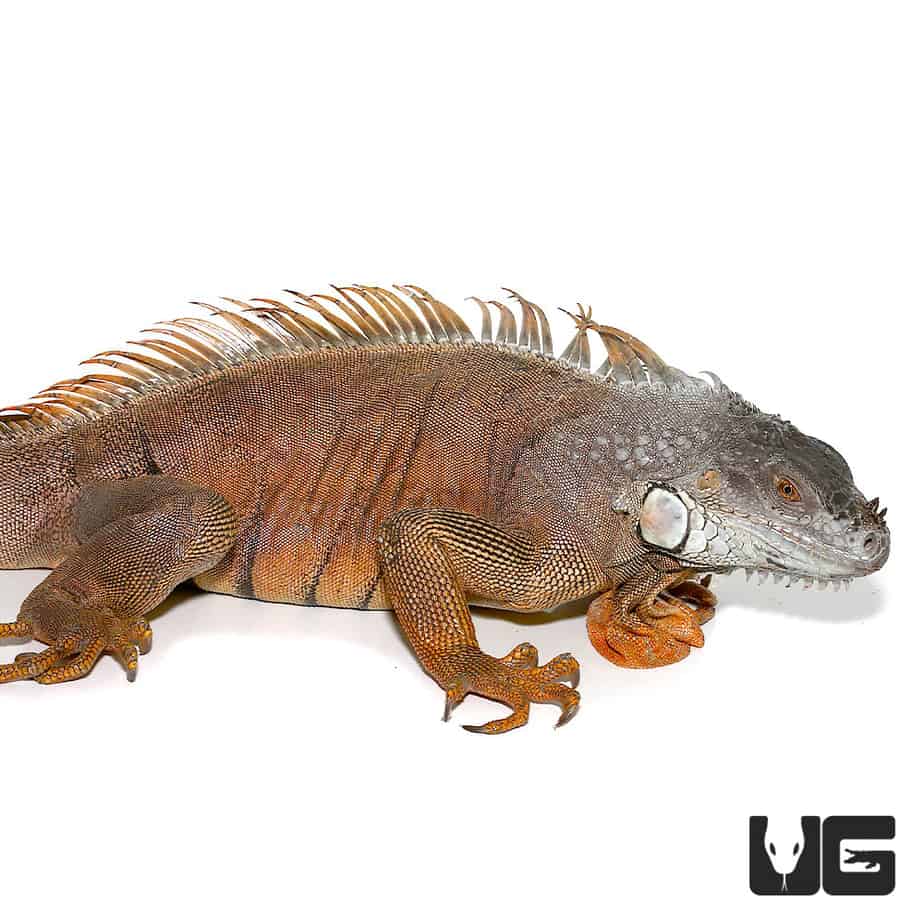 Fresh Look at 4 5 Foot Iguanas Iguana Iguana For Sale