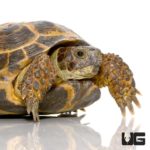 Russian Tortoises For Sale - Underground Reptiles