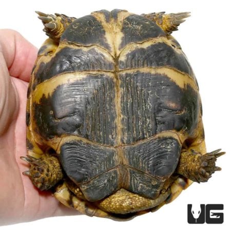 Russian Tortoises (Testudo horsfieldii) For Sale - Underground Reptiles