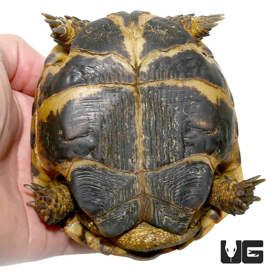 russian-tortoises-testudo-horsfieldii-for-sale-underground-reptiles