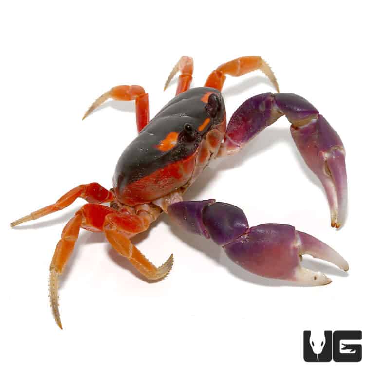 Moon Crabs (Gecarcinus quadratus) For Sale - Underground Reptiles