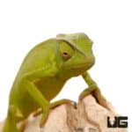 Senegal Chameleons For Sale - Underground Reptiles