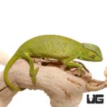 Senegal Chameleons For Sale - Underground Reptiles
