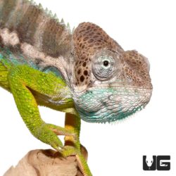Verrucosus Chameleons For Sale - Underground Reptiles