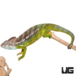 Verrucosus Chameleons For Sale - Underground Reptiles