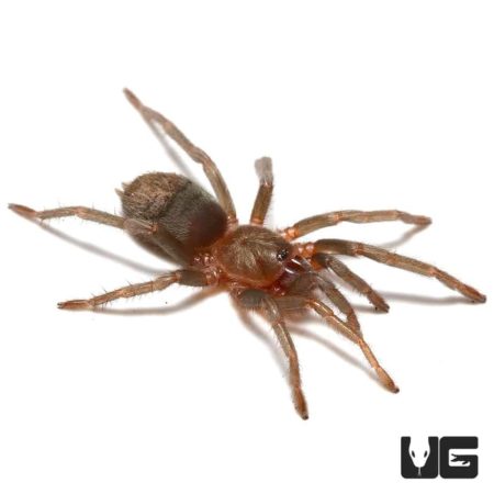Sullana Velvet Tarantula for sale - Underground Reptiles