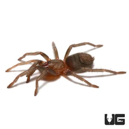 Sullana Velvet Tarantula for sale - Underground Reptiles
