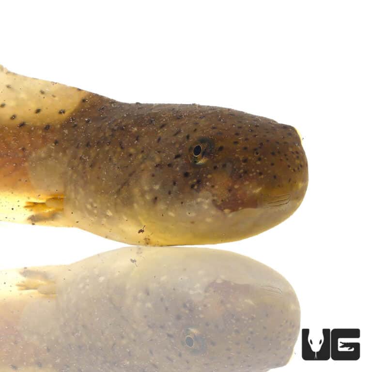 Bullfrog Tadpoles For Sale Underground Reptiles
