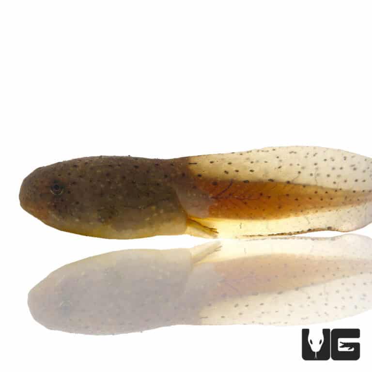 Bullfrog Tadpoles For Sale Underground Reptiles