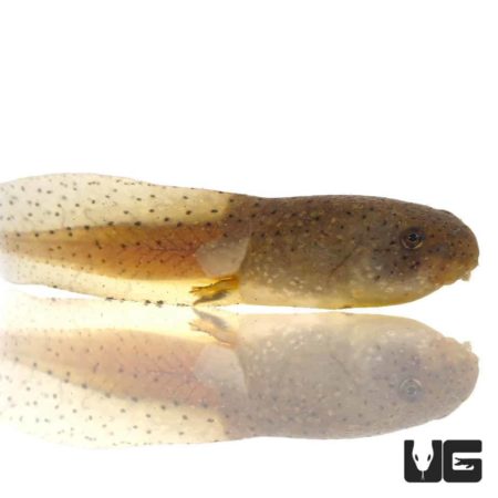 Healthy bullfrog tadpole ready for aquariums or pond habitats. Perfect for amphibian enthusiasts and.