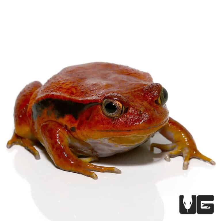 Tomato Frog For Sale - Underground Reptile