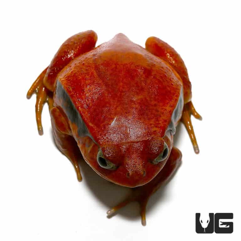Tomato Frog For Sale - Underground Reptile