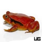 Tomato Frog For Sale - Underground Reptile