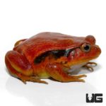 Tomato Frog For Sale - Underground Reptile
