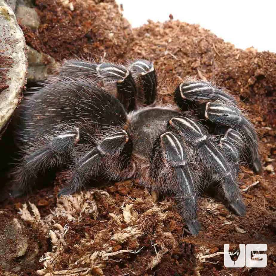 Stripe Knee Tarantulas (Aphonopelma seemanni) For Sale Underground